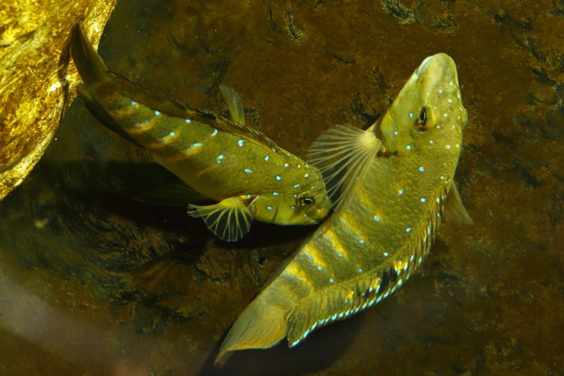 Spathodus sp. 'erythrodon kitumba' Kitumba